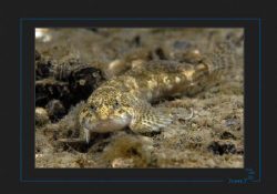 The metallic look of European bullhead, Cottus gobio by Sven Tramaux 